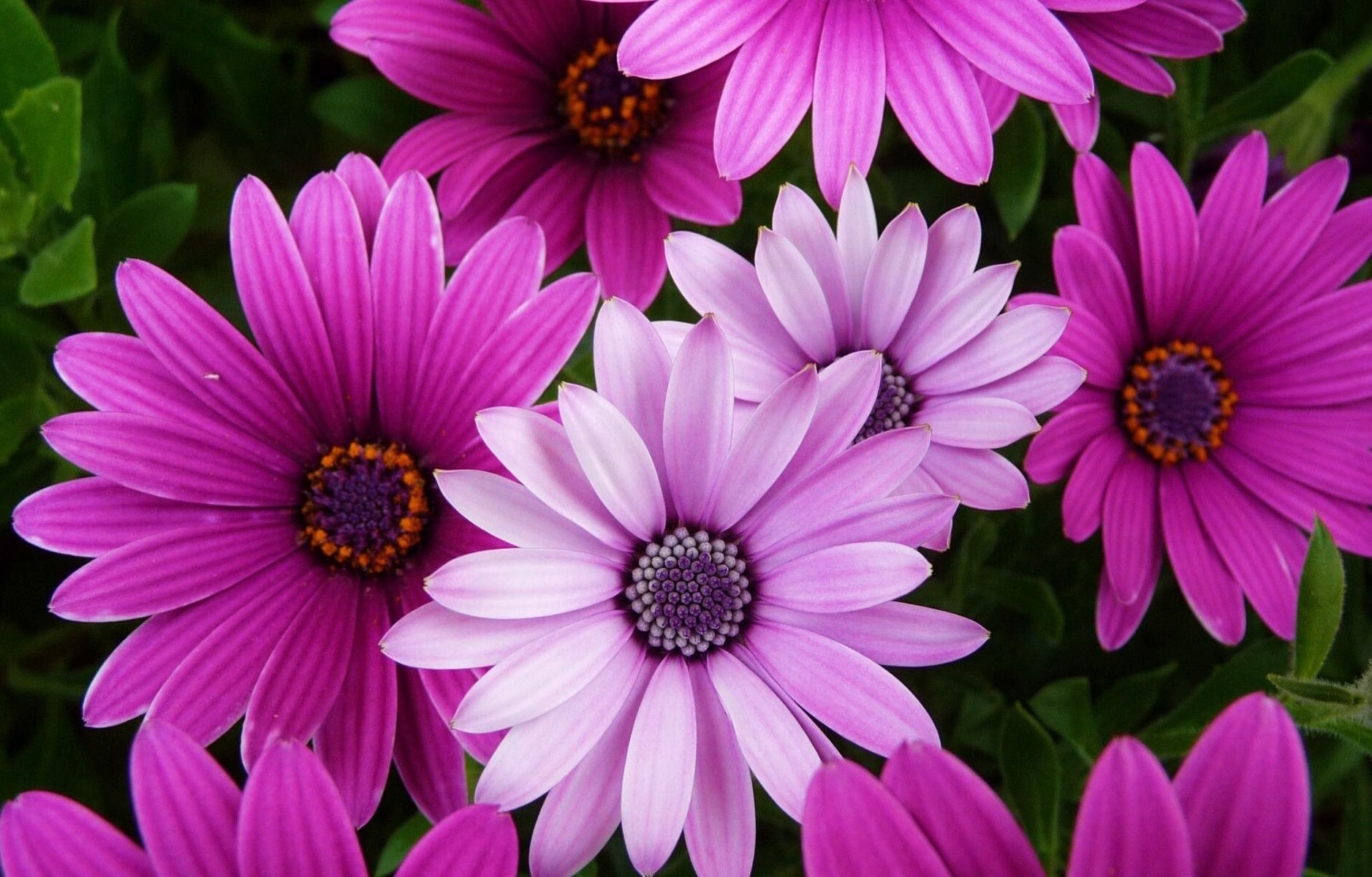 Африканские ромашки