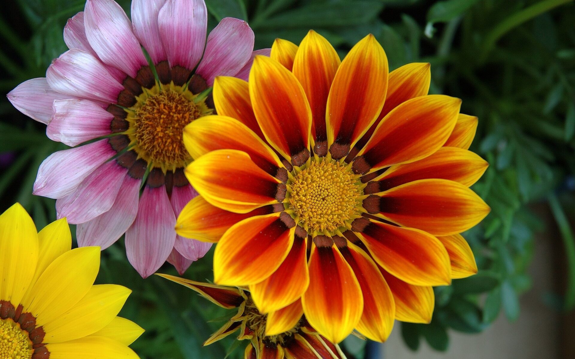 Цветы газании