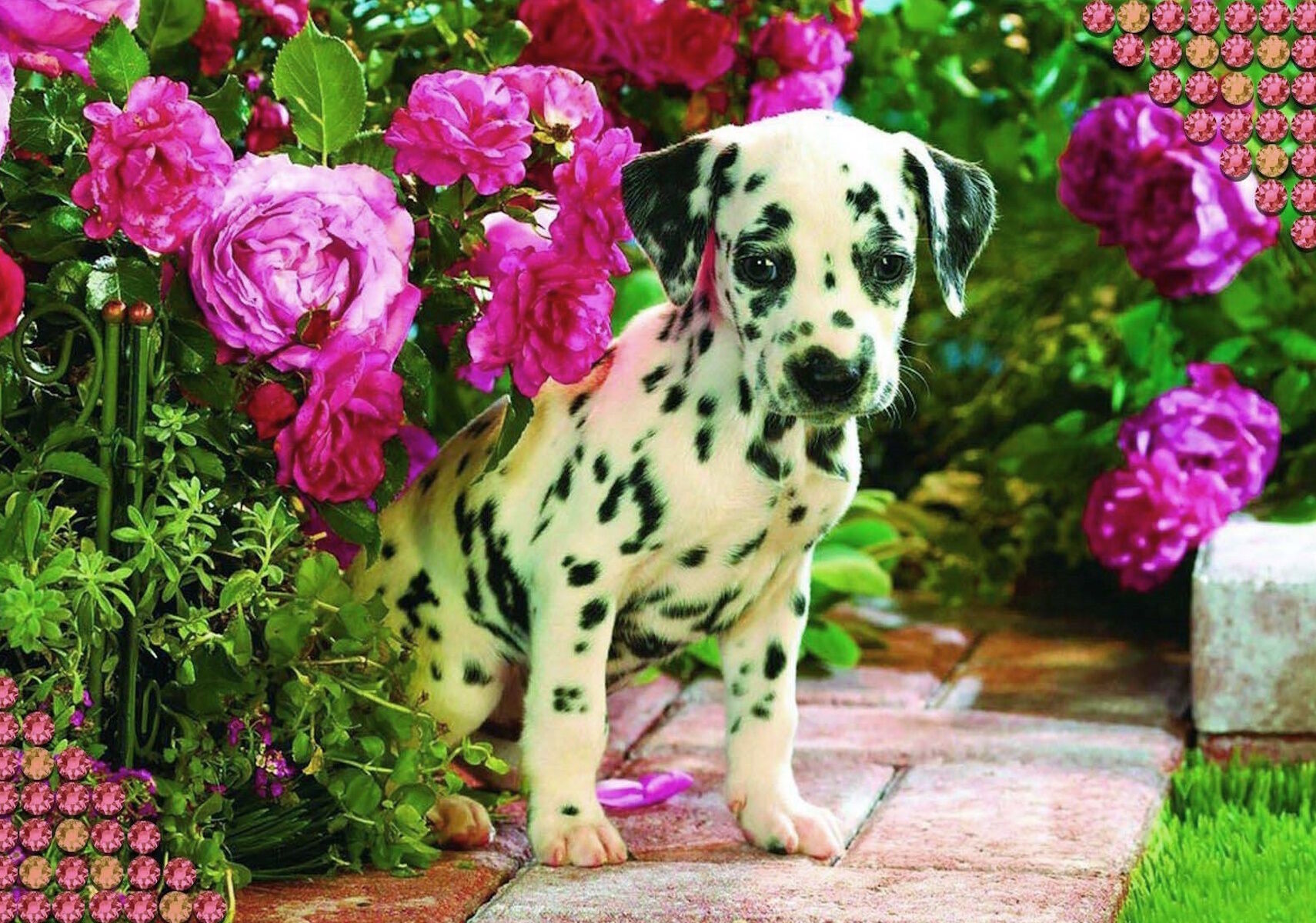 Щенок и розы