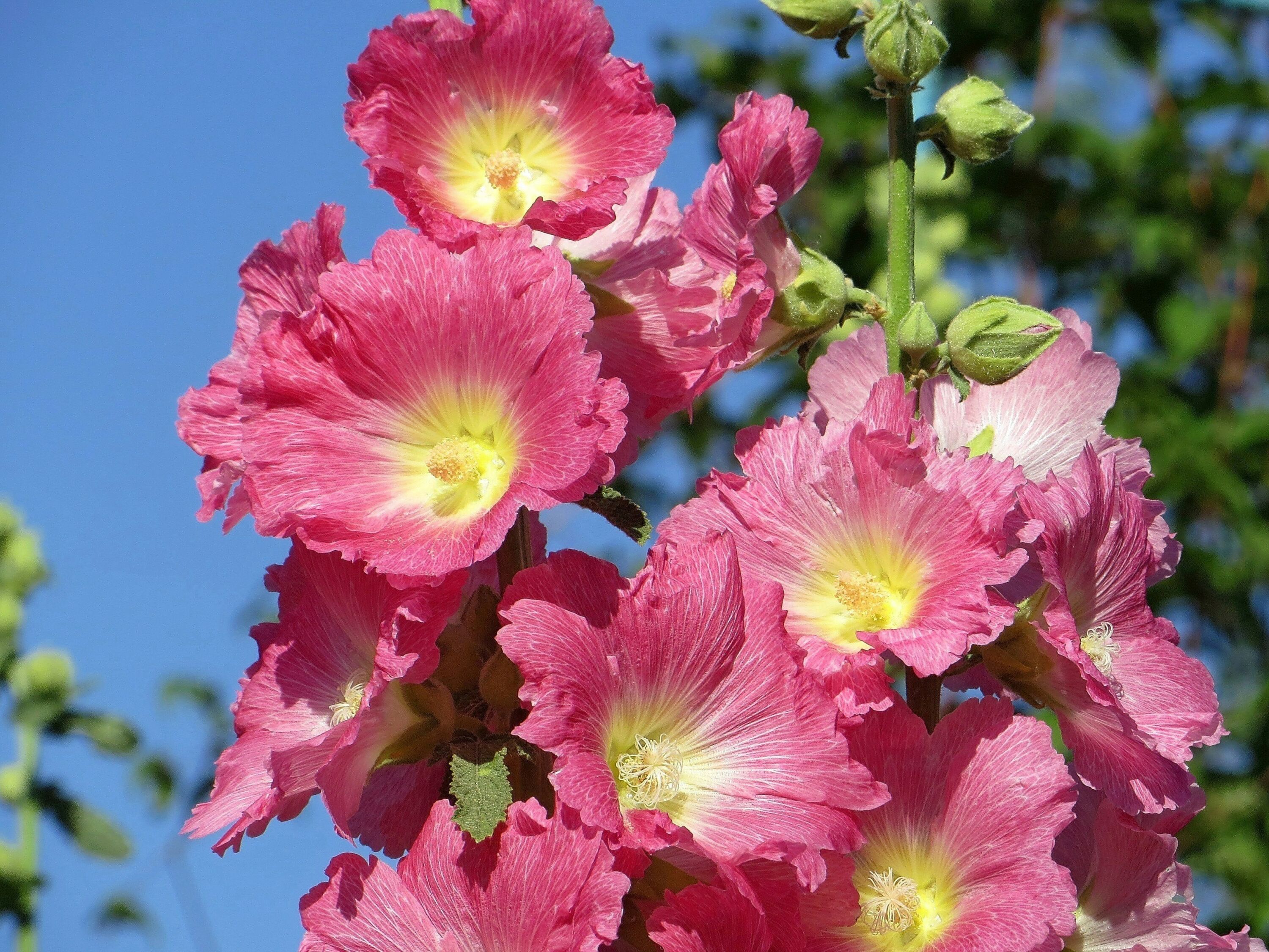 Цветы мальвы