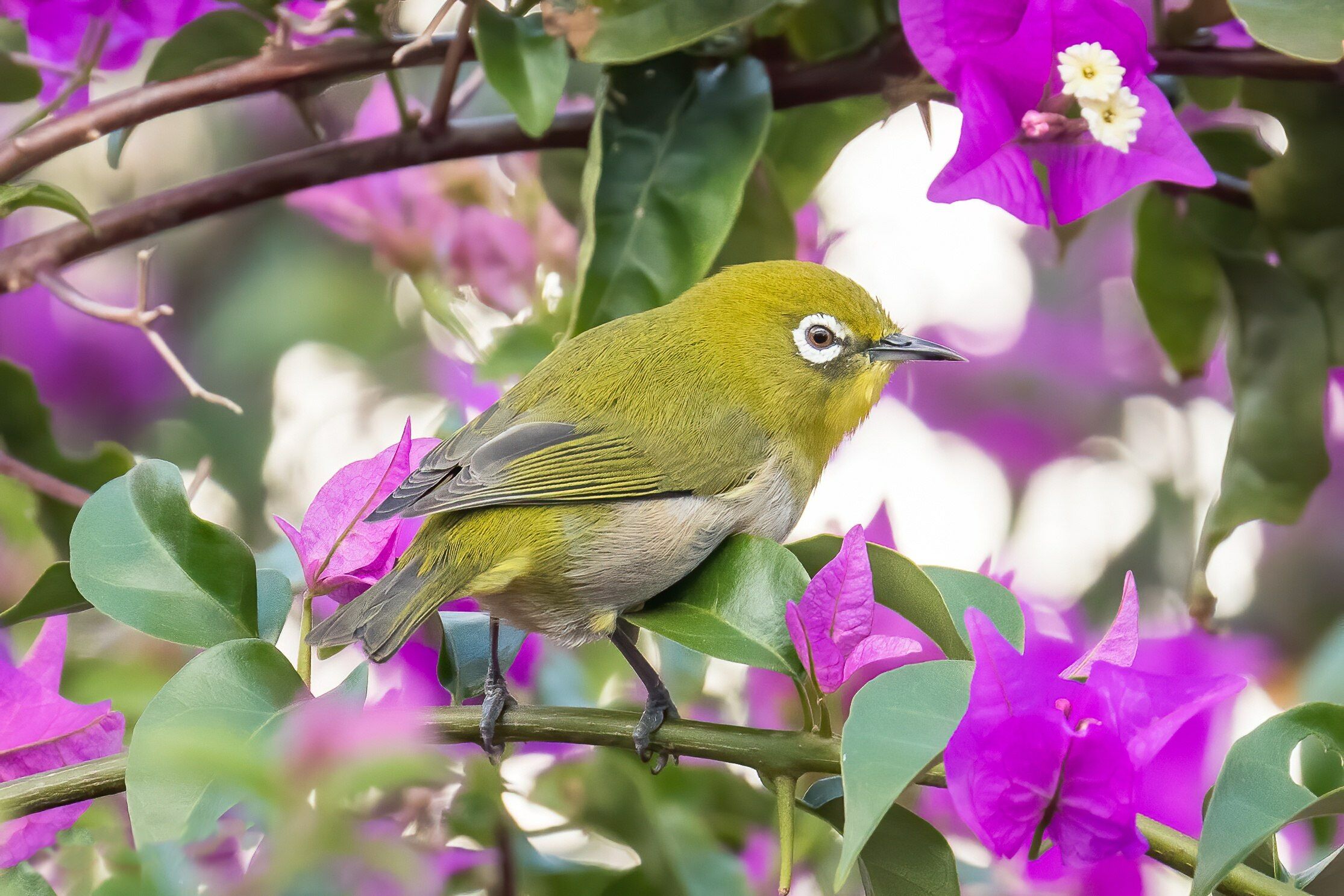 Зеленая птичка