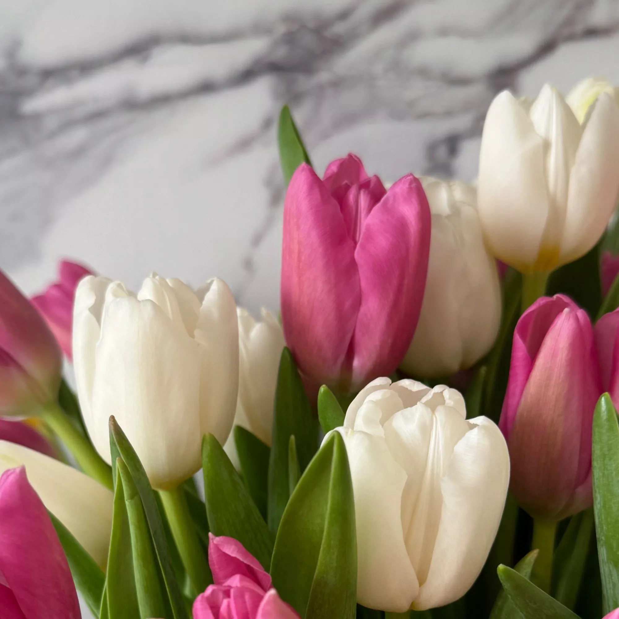 Тюльпаны двух цветов