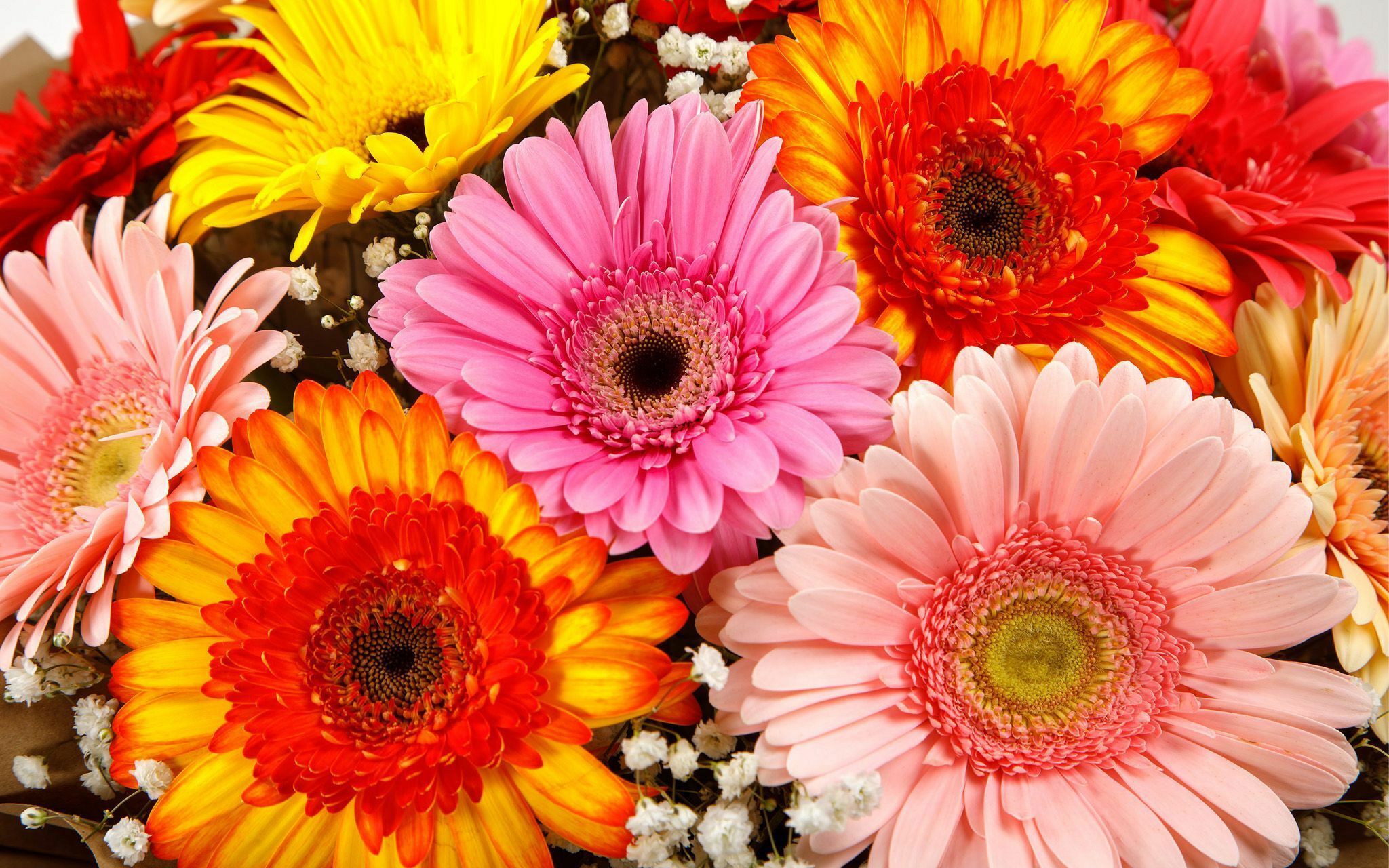 Разноцветные герберы в букете