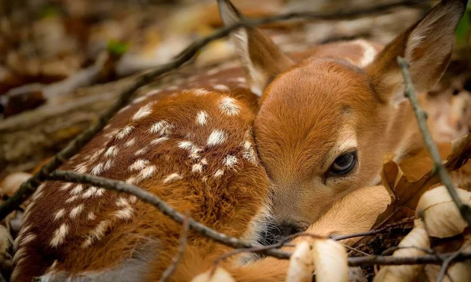 Малыш с пятнышками
