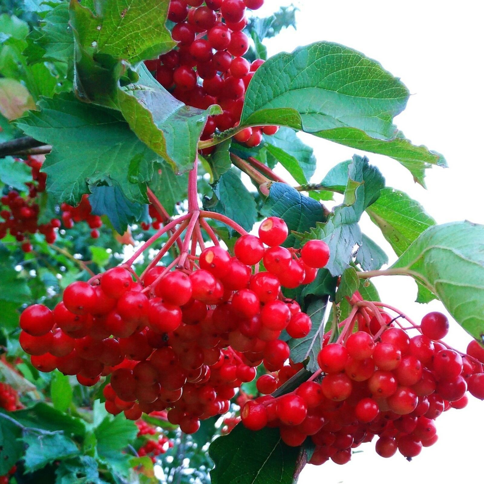 Красные грозди калины