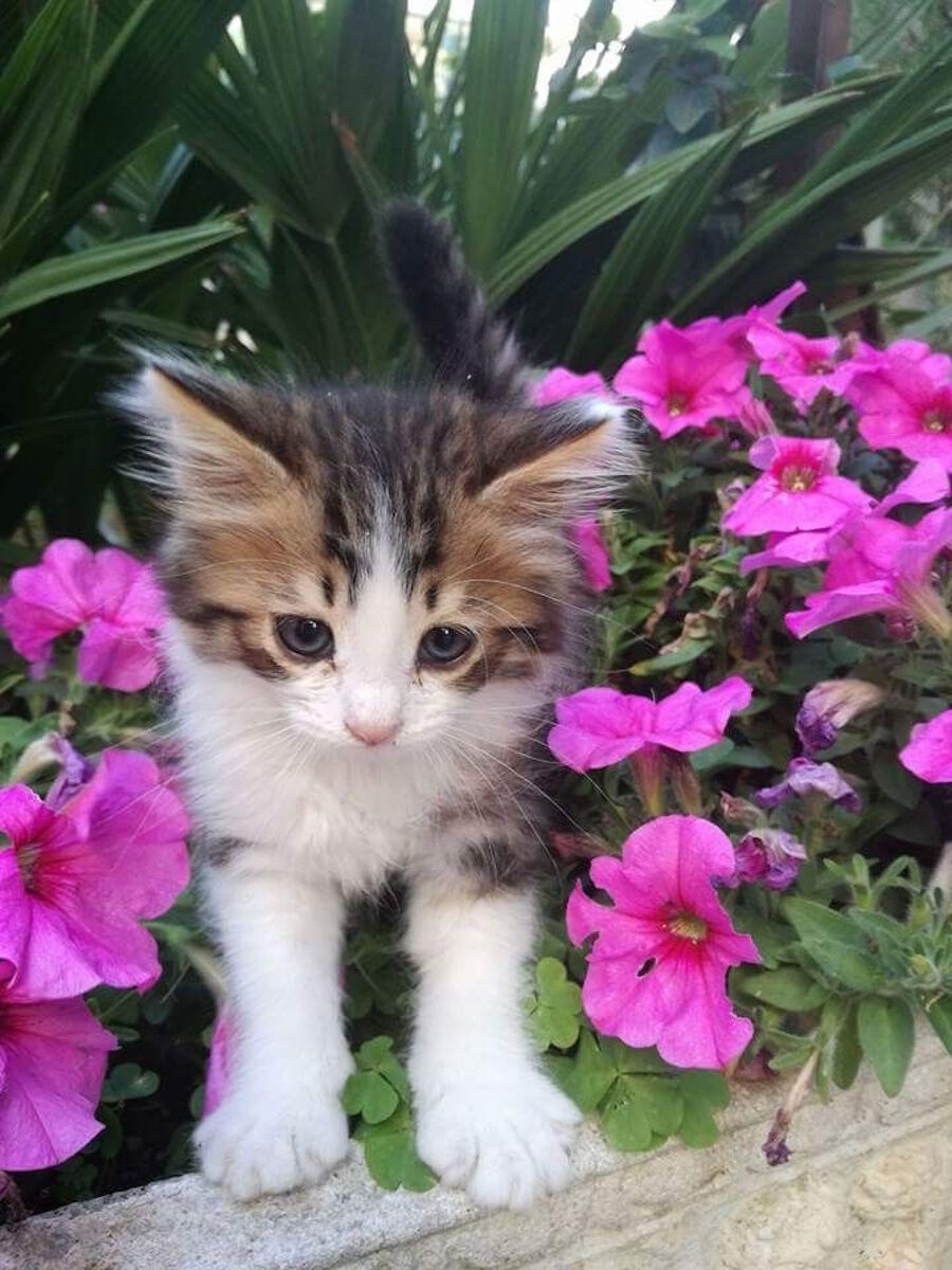 Котенок и цветочки