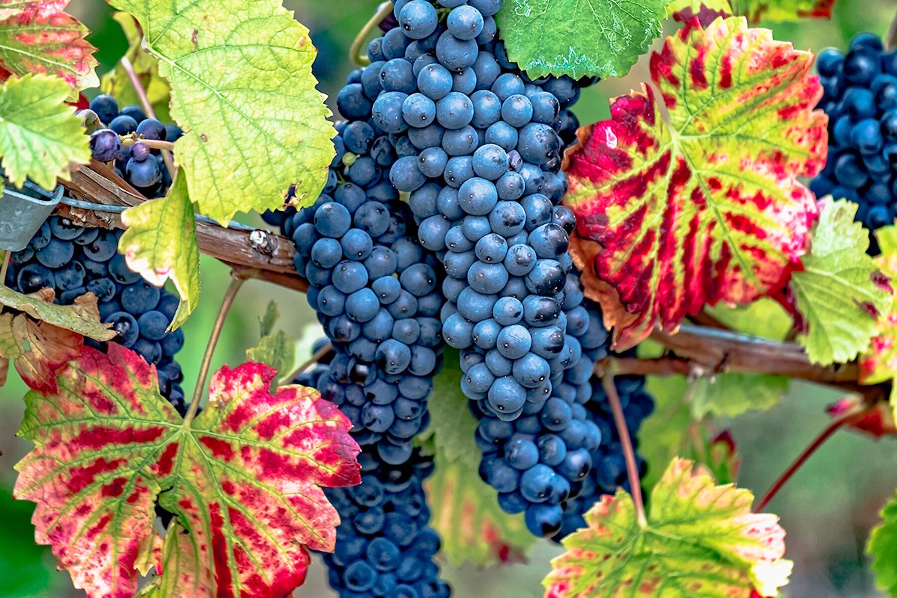 Яркий виноград