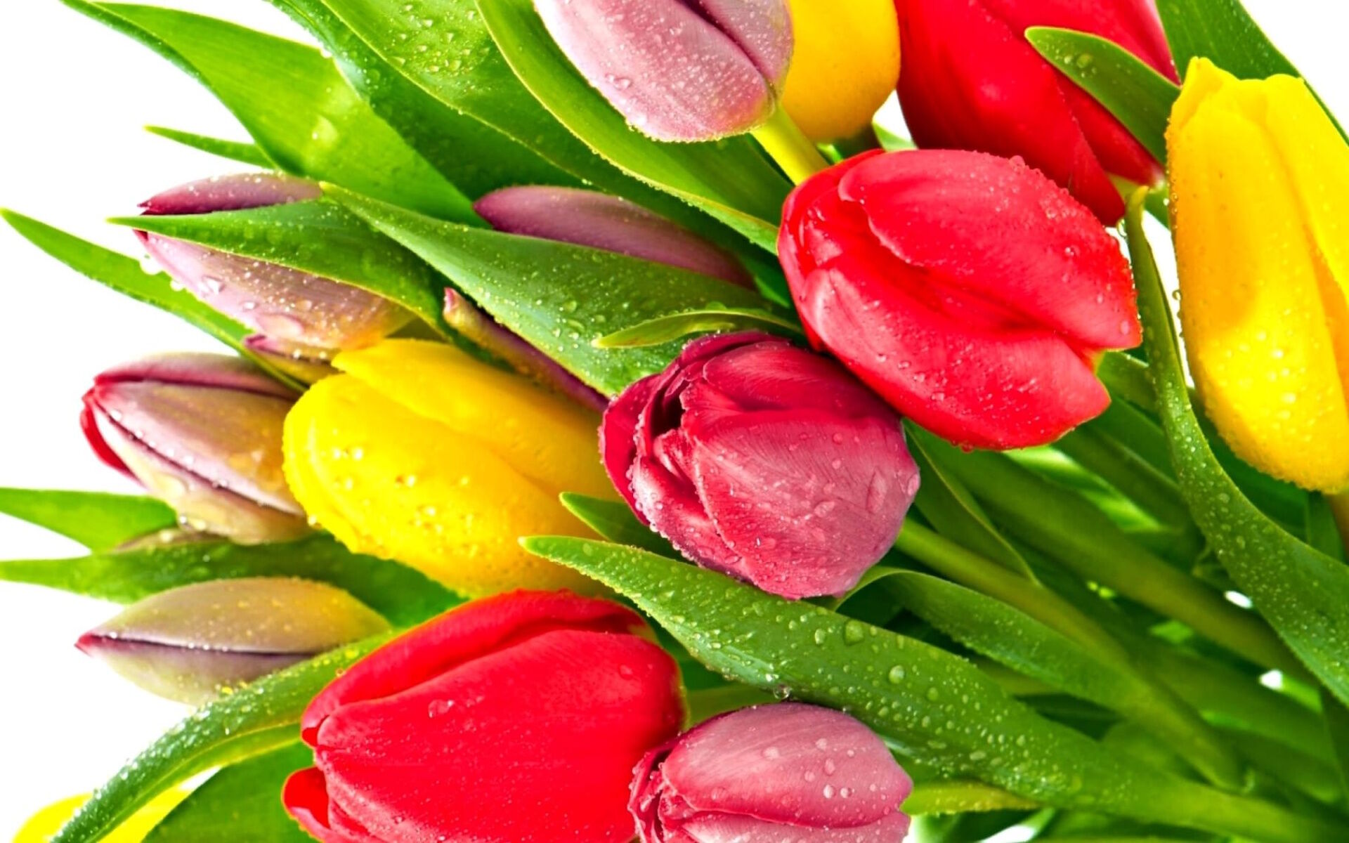 Тюльпаны разные в каплях