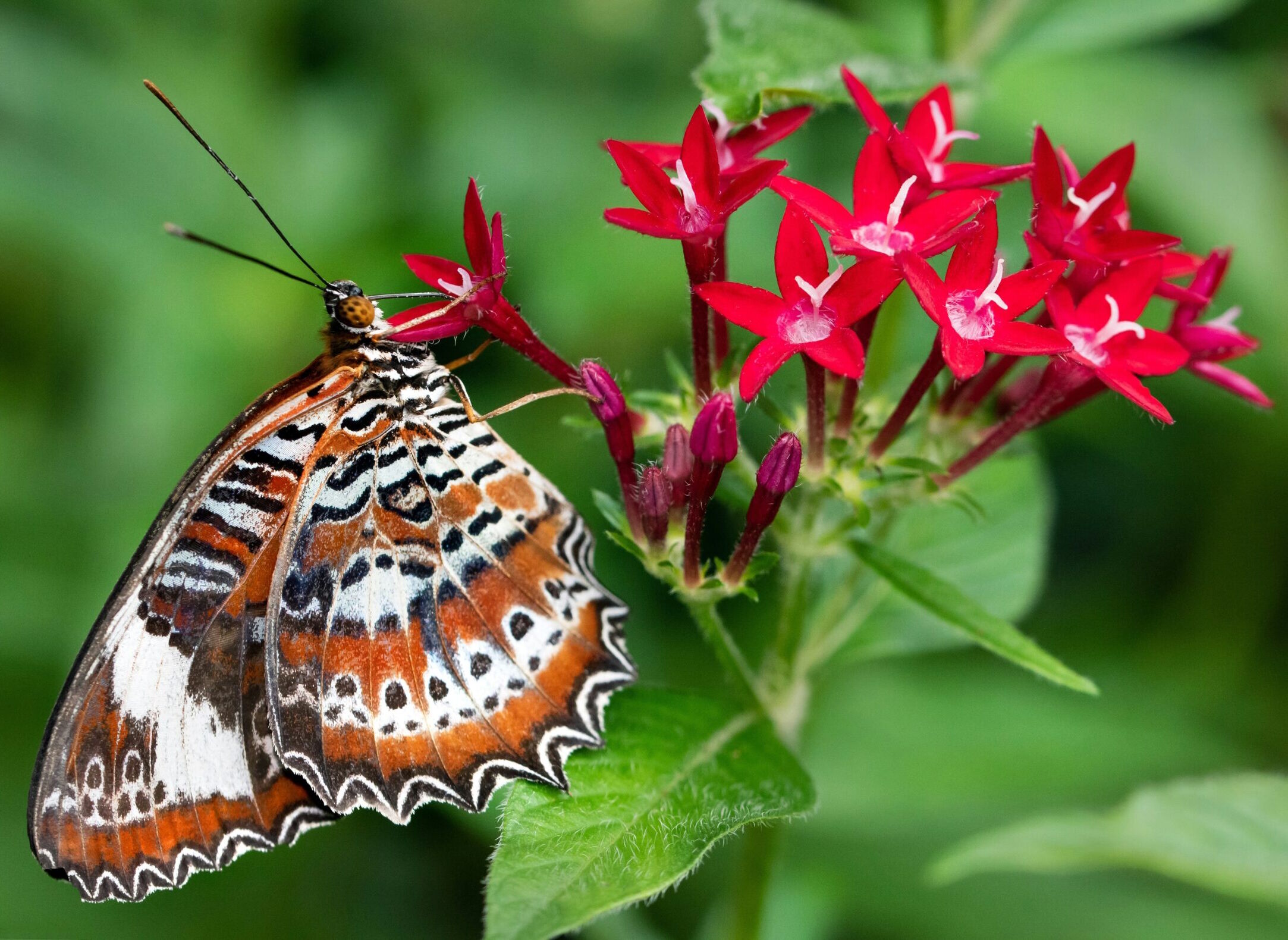 Пестрая бабочка на цветке