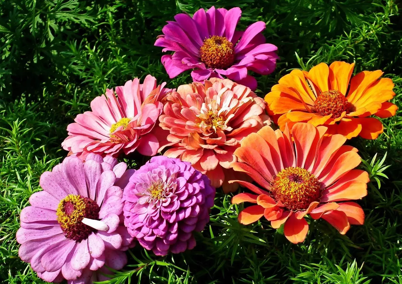 Циннии в траве