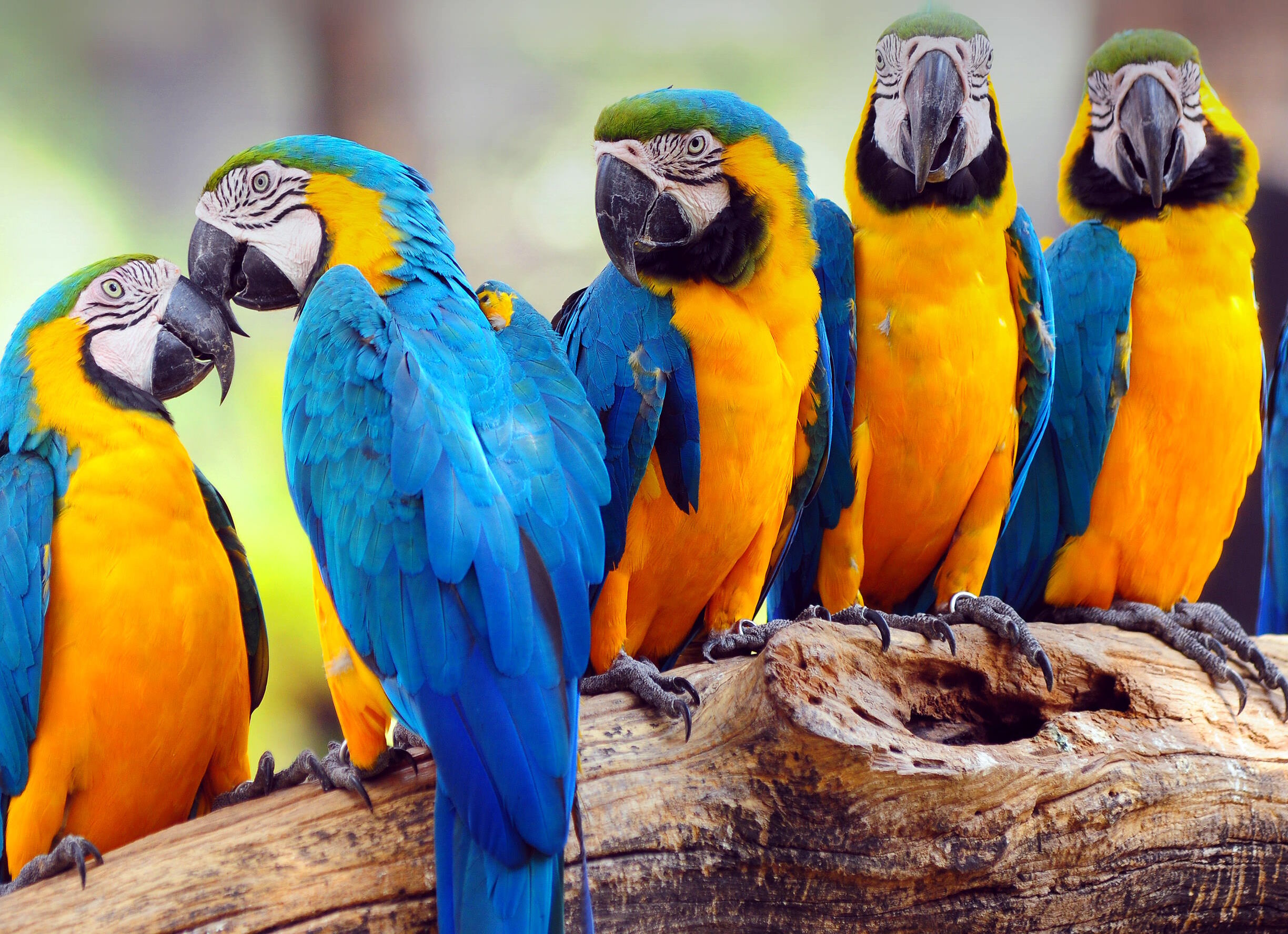 Попугайчики Ара