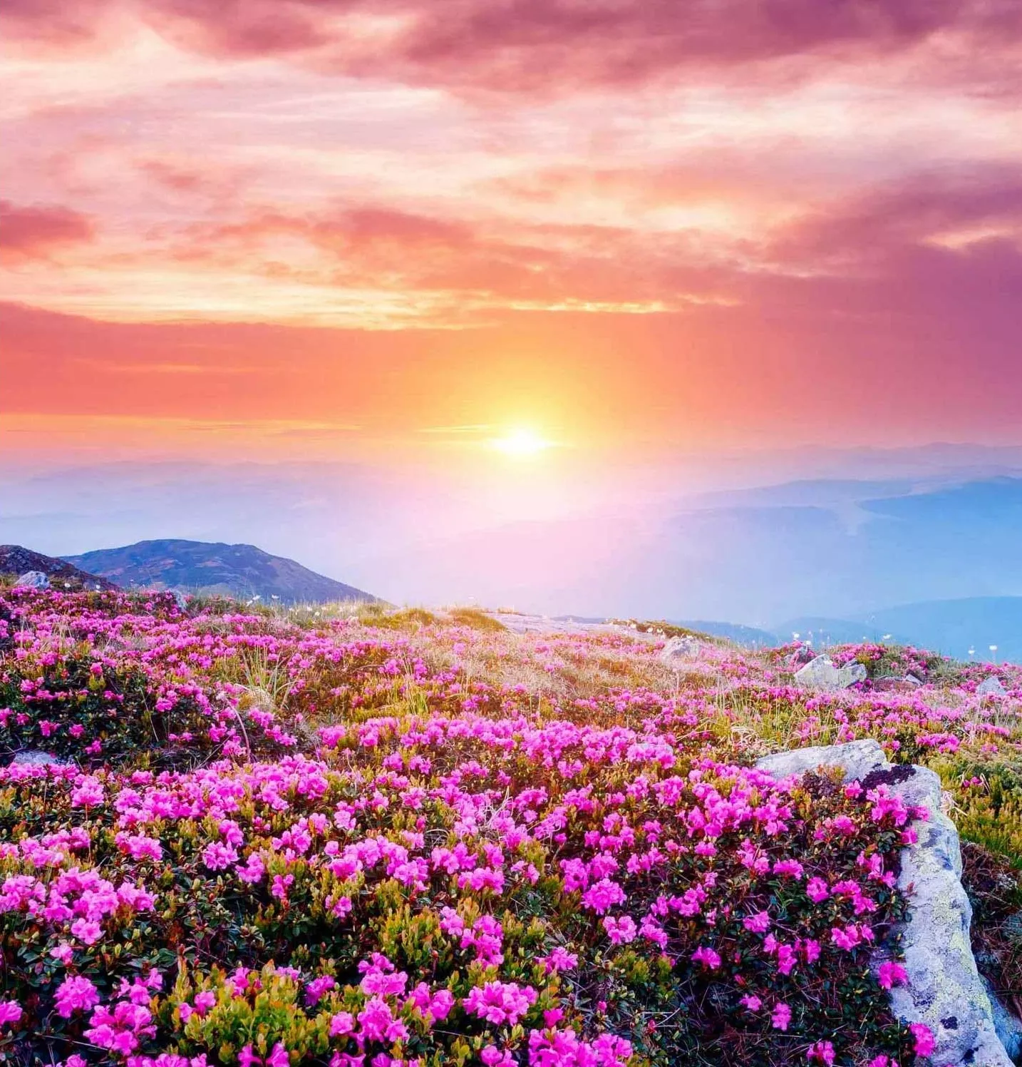 Цветы и розовый закат