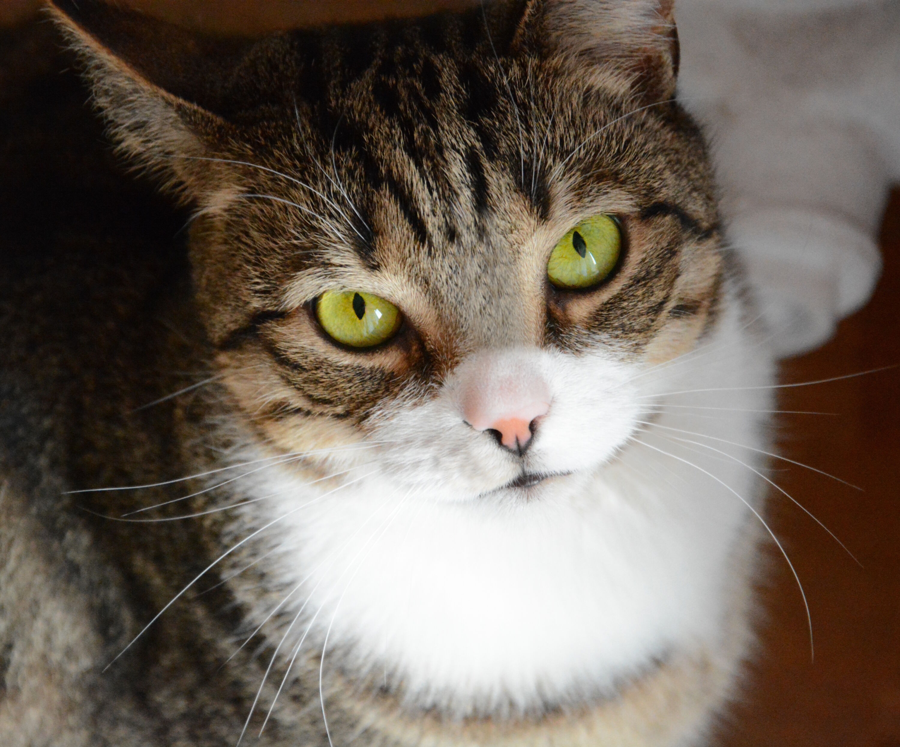 Муркин взгляд