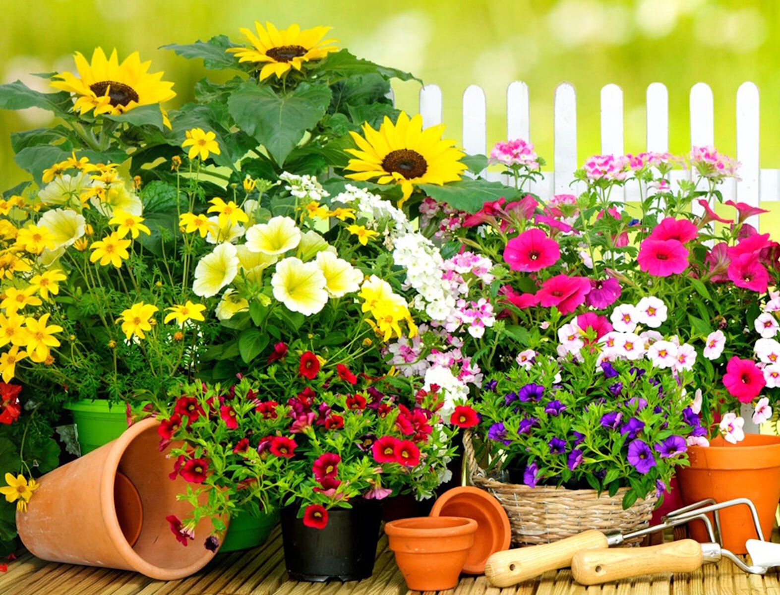 Цветы для сада