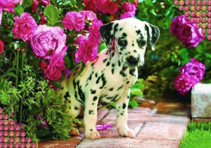 Щенок и розы