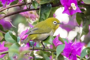 Зеленая птичка