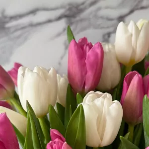 Тюльпаны двух цветов