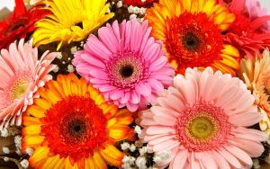 Разноцветные герберы в букете