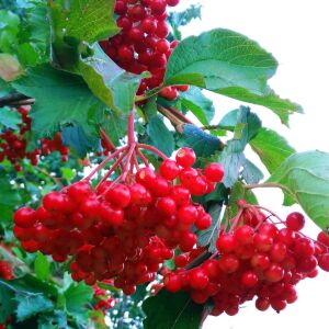 Красные грозди калины