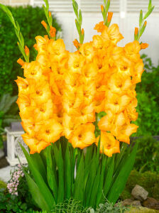 Желтые гладиолусы на клумбе