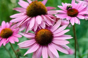 Эхинацея пурпурная на клумбе