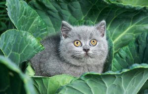 Котенок в капусте