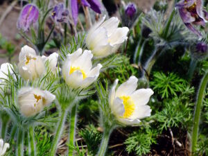 Белый прострел