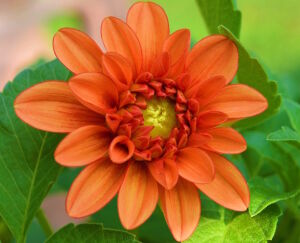 Георгина красная