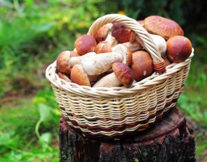 Грибы белые в лукошке