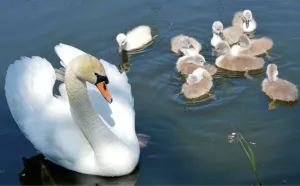 Лебедь с детками
