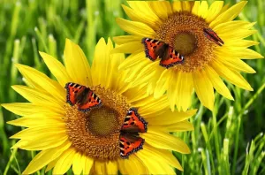 Яркие подсолнухи с бабочками