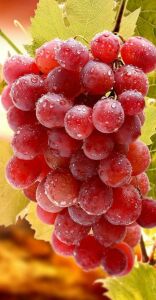 Гроздь розового винограда