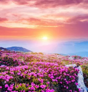 Цветы и розовый закат