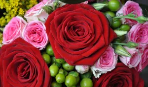 Розы бархатистые