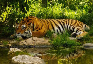 Отдыхающий тигр