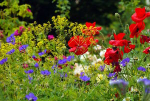 Летняя поляна