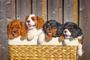 Озорные щенки спаниелей