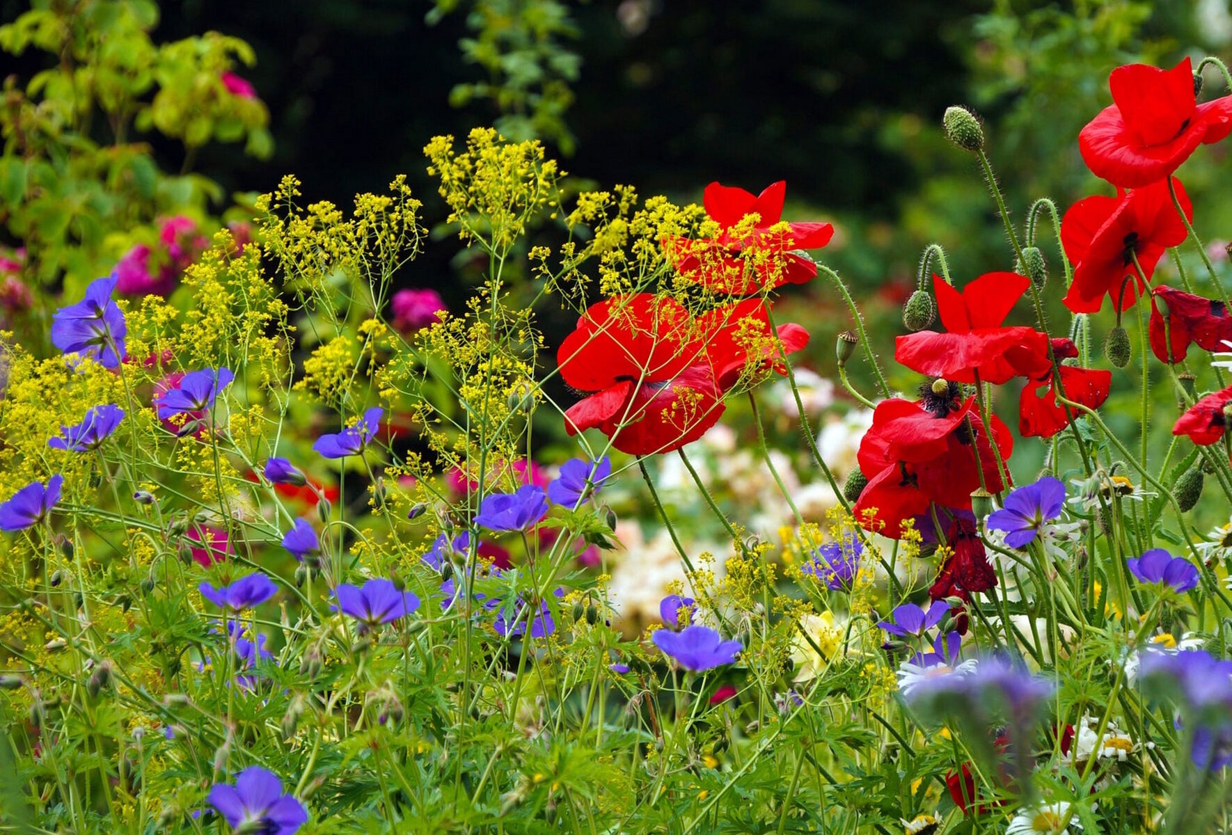 Летняя поляна