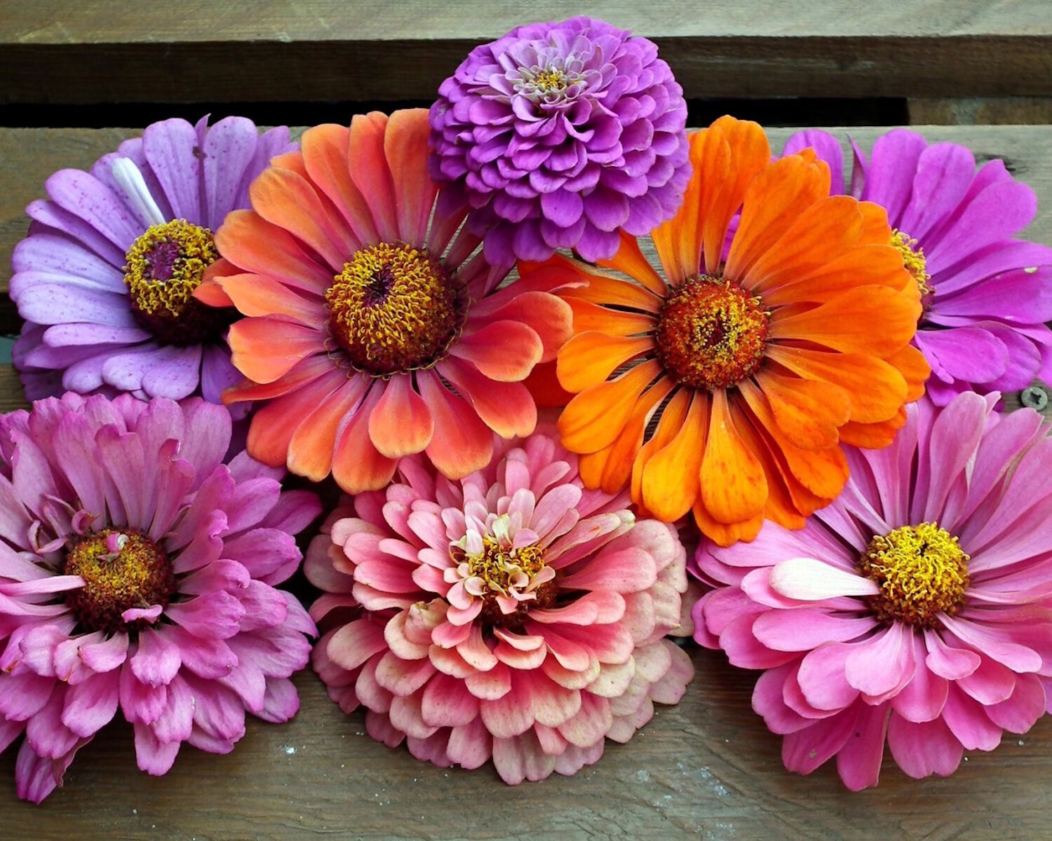 Циннии и доски