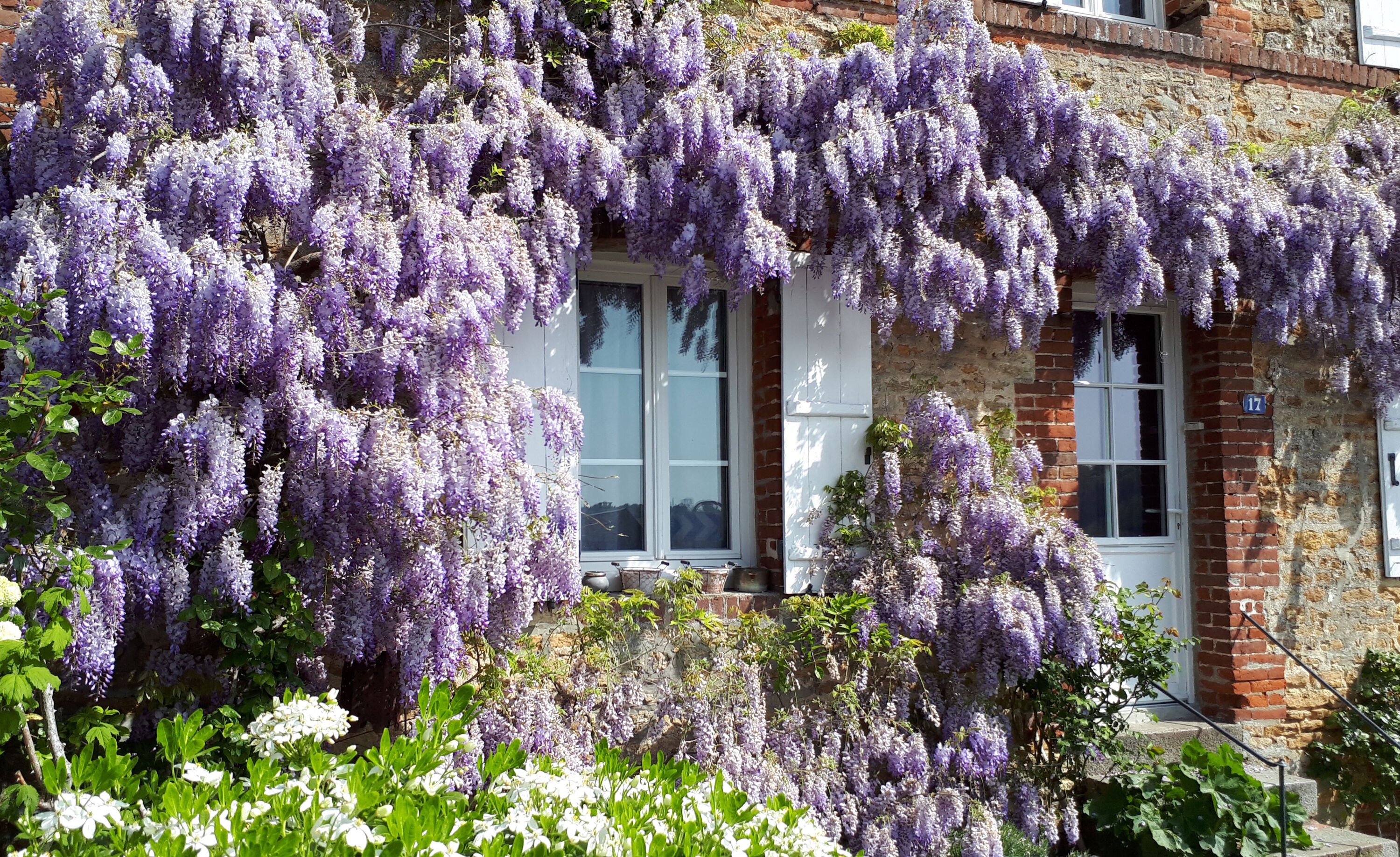 Цветущий и уютный дом