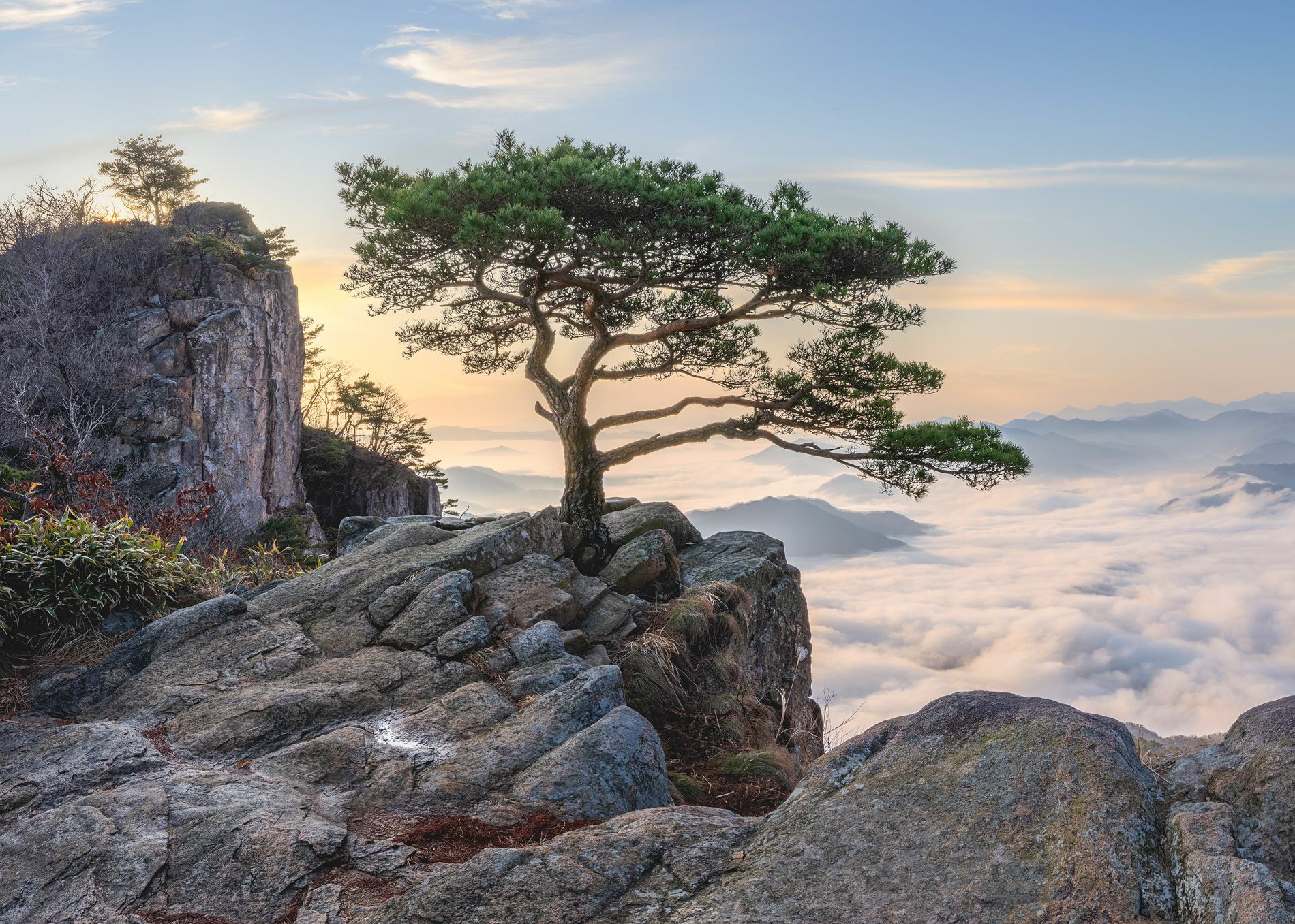 Дерево на вершине