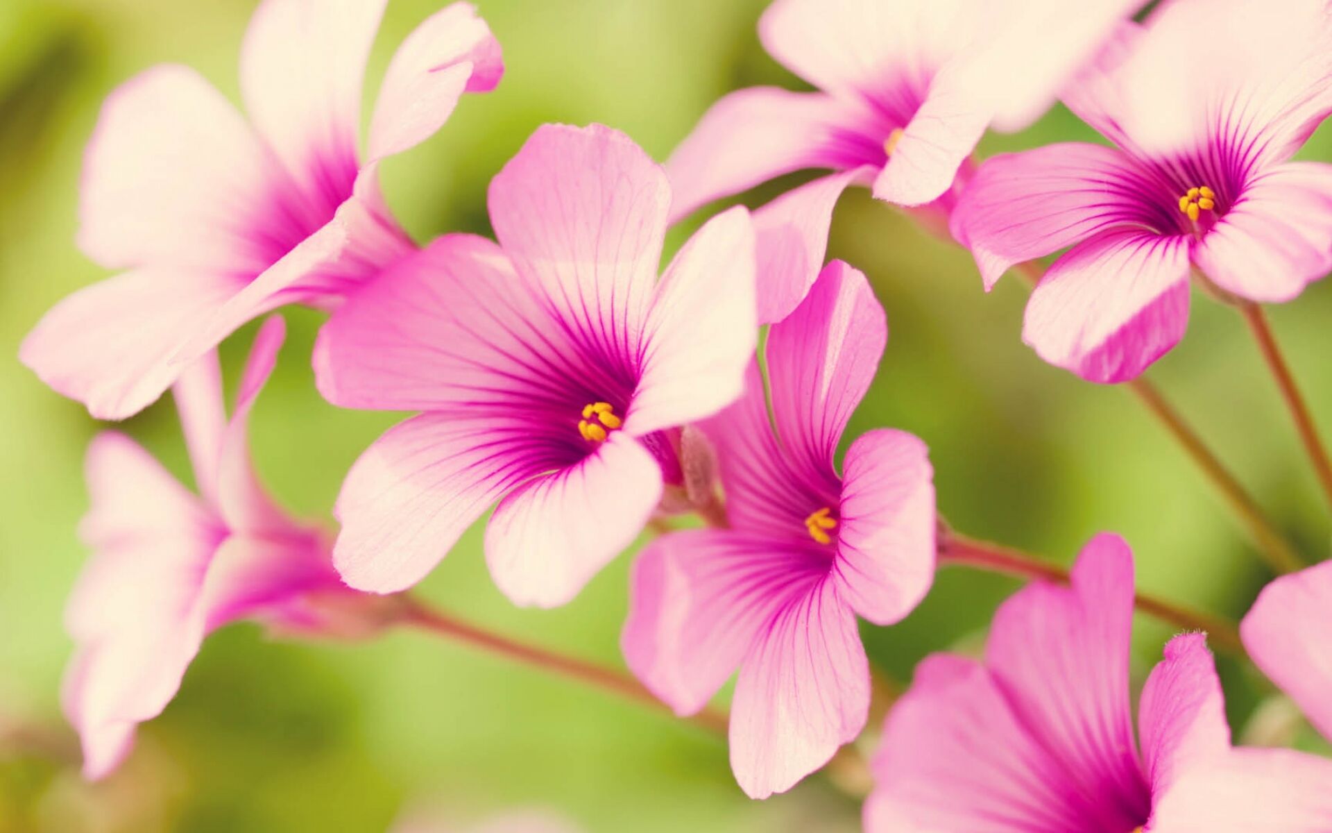 Кислица розовая