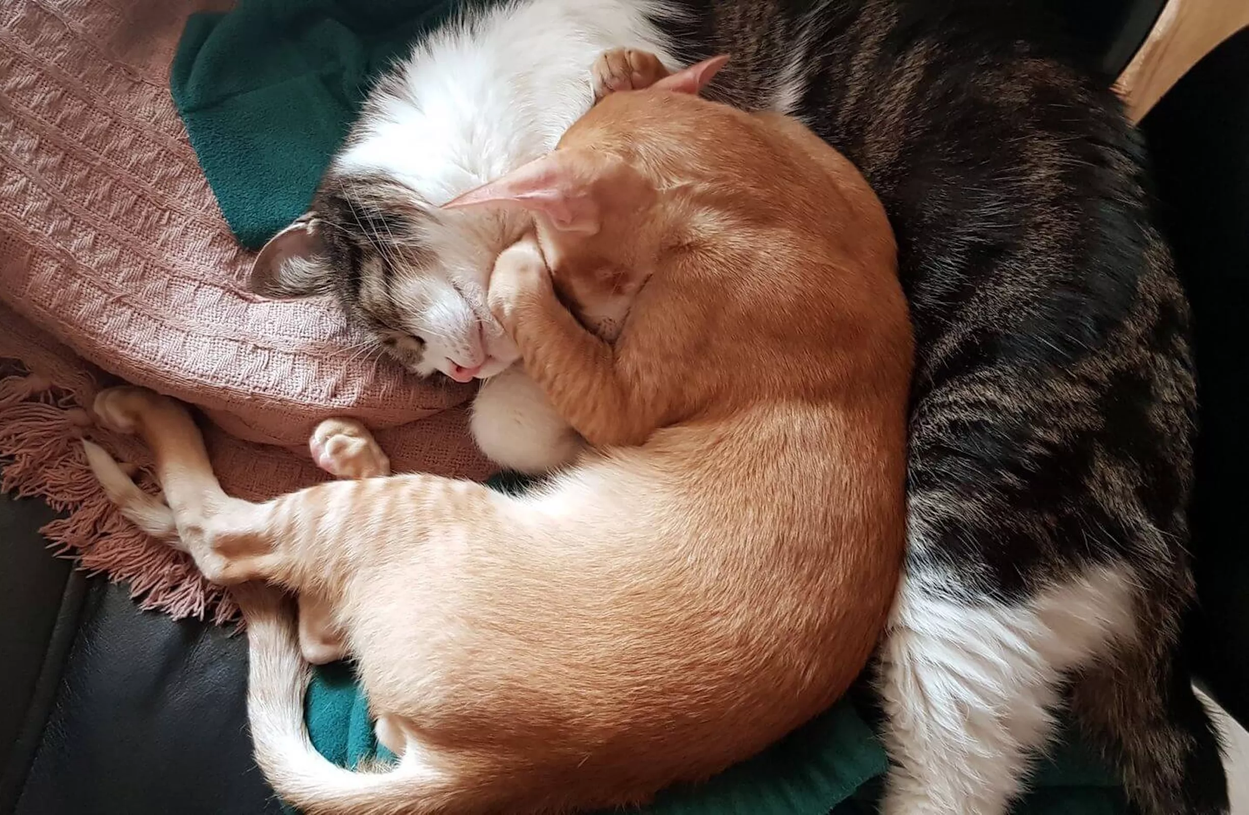 Спящие кошки