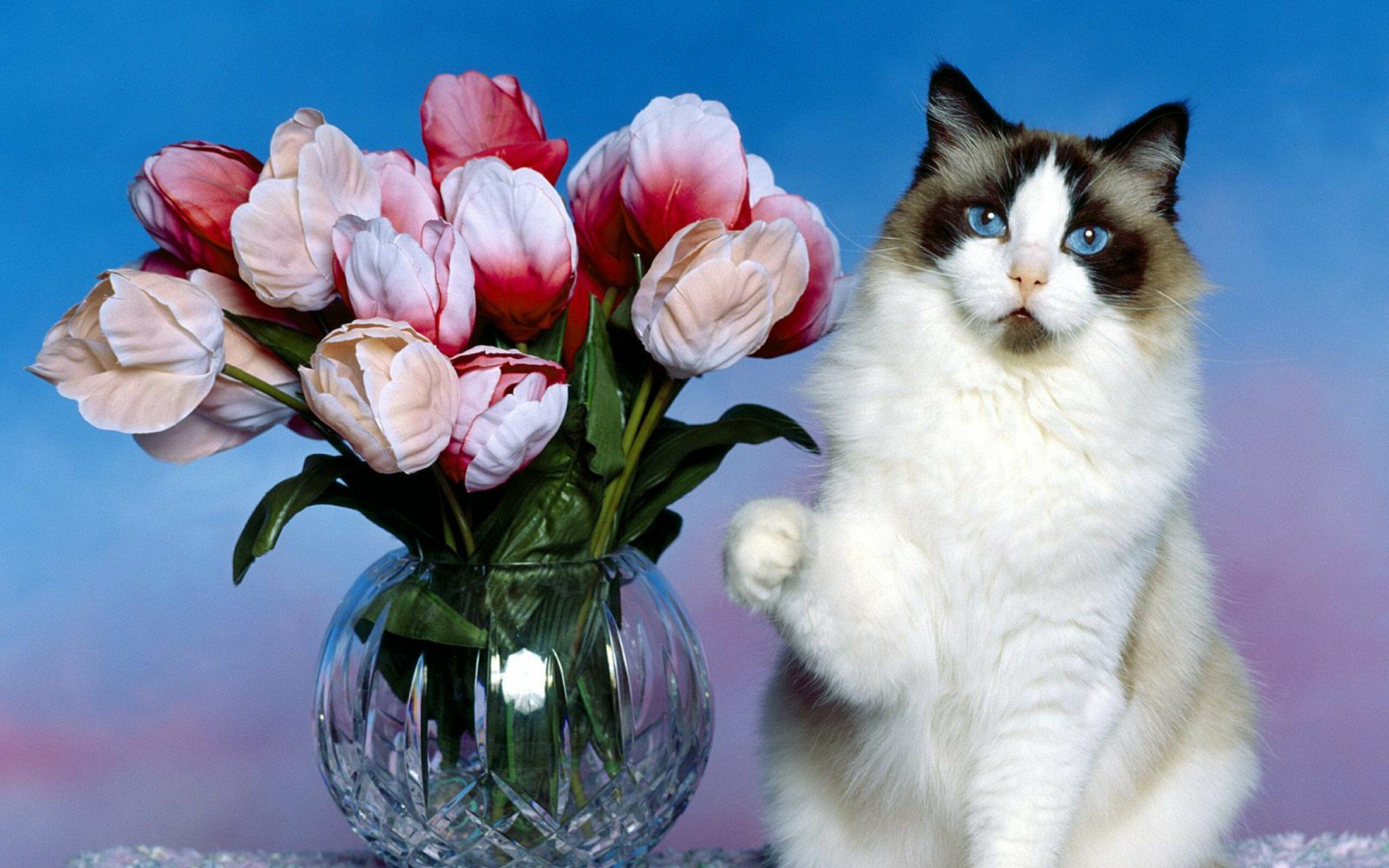 Кот и тюльпаны