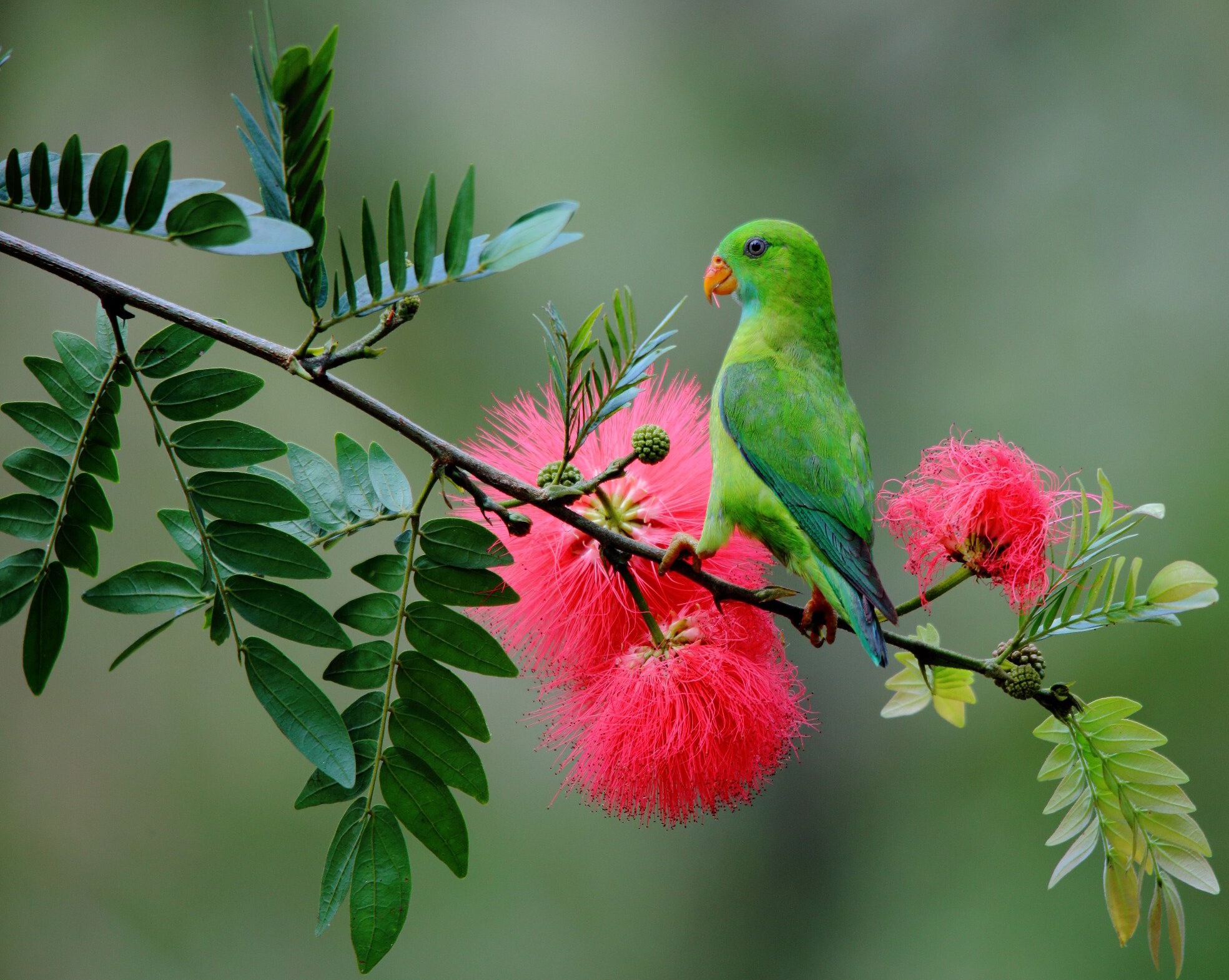 Зеленый попугайчик