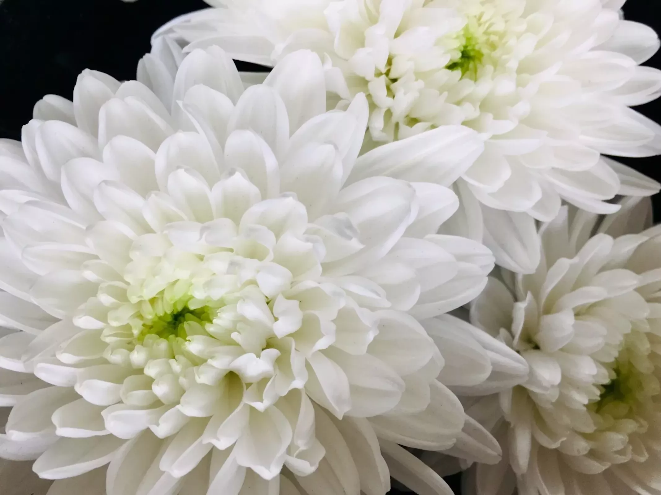 Хризантема белая