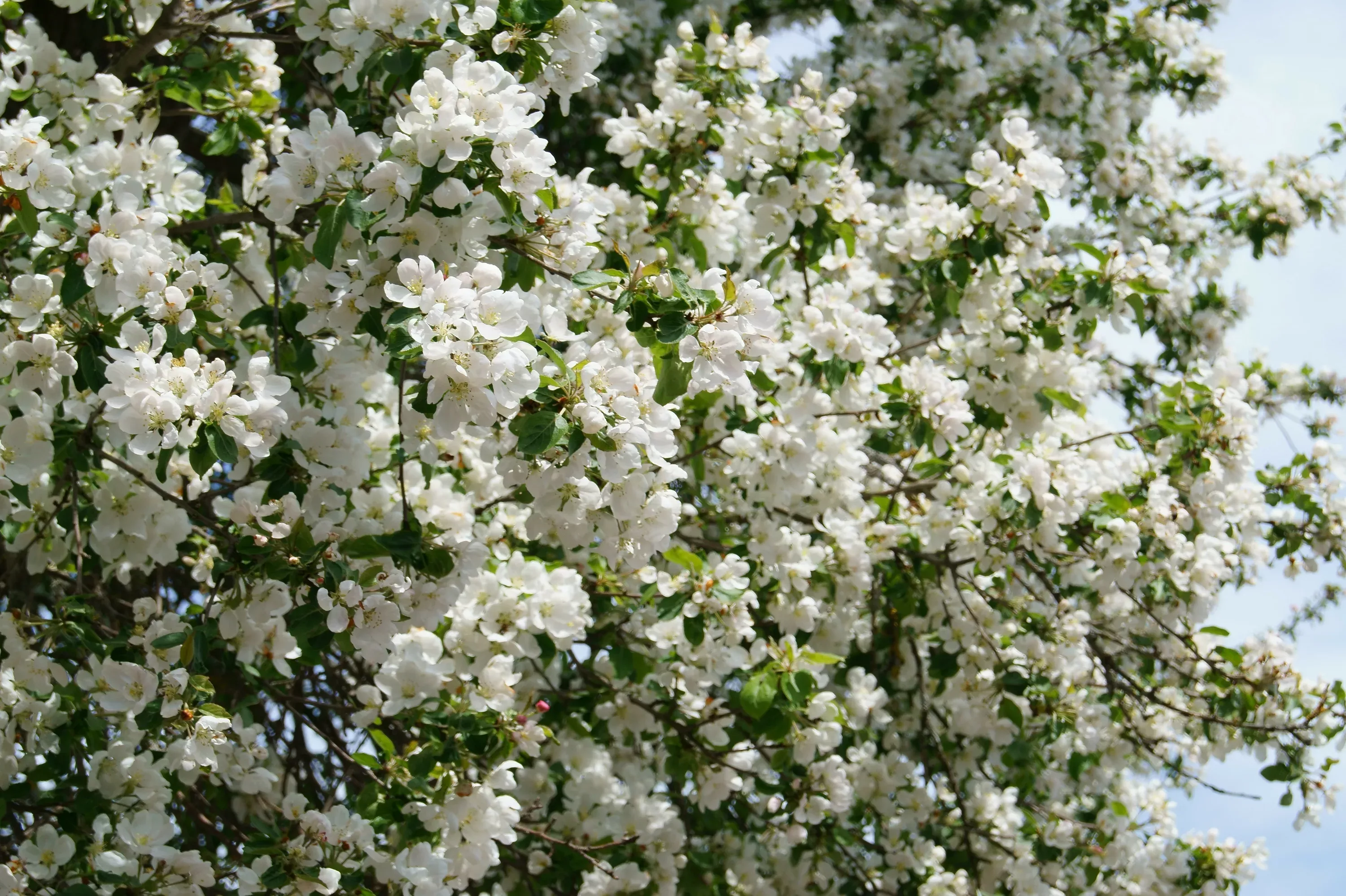 Цветущее дерево