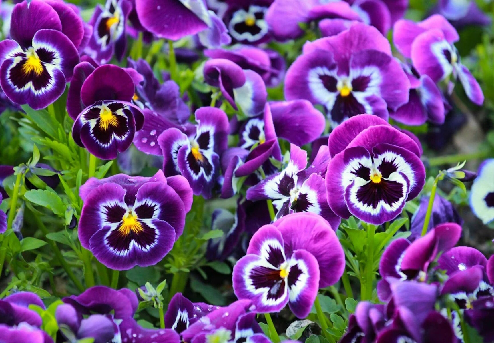 Виола фиолетовая