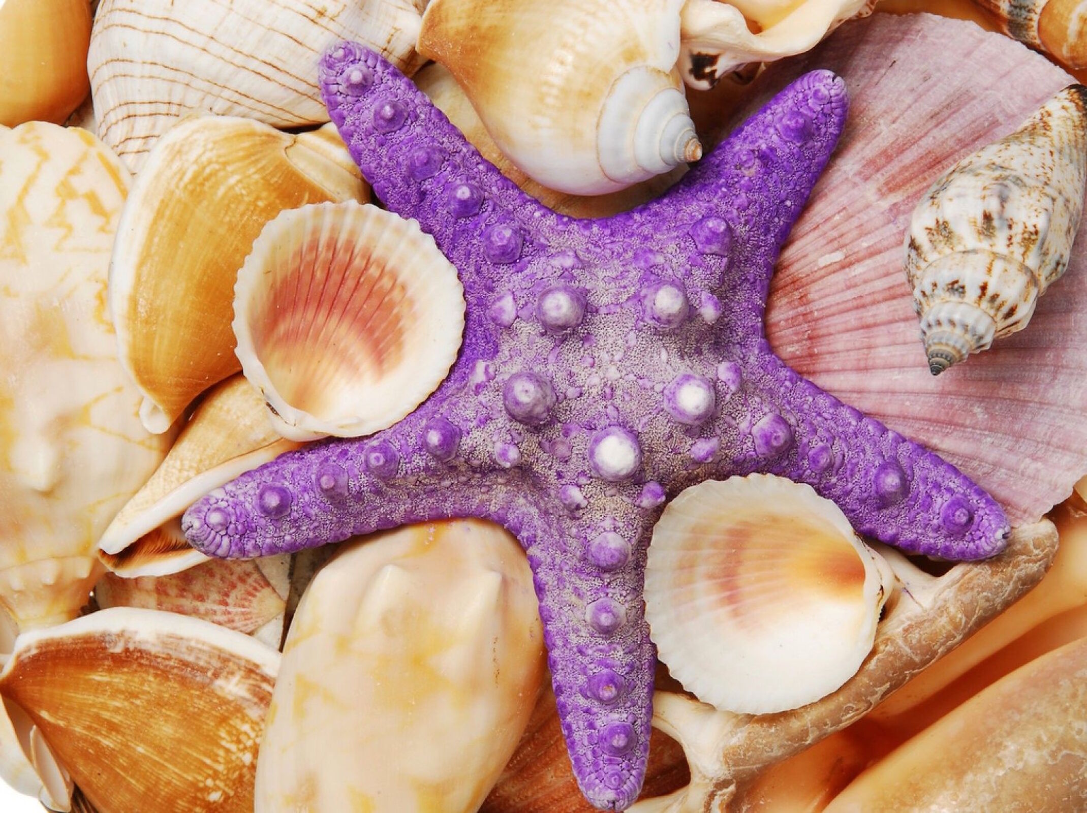 Фиолетовая звезда