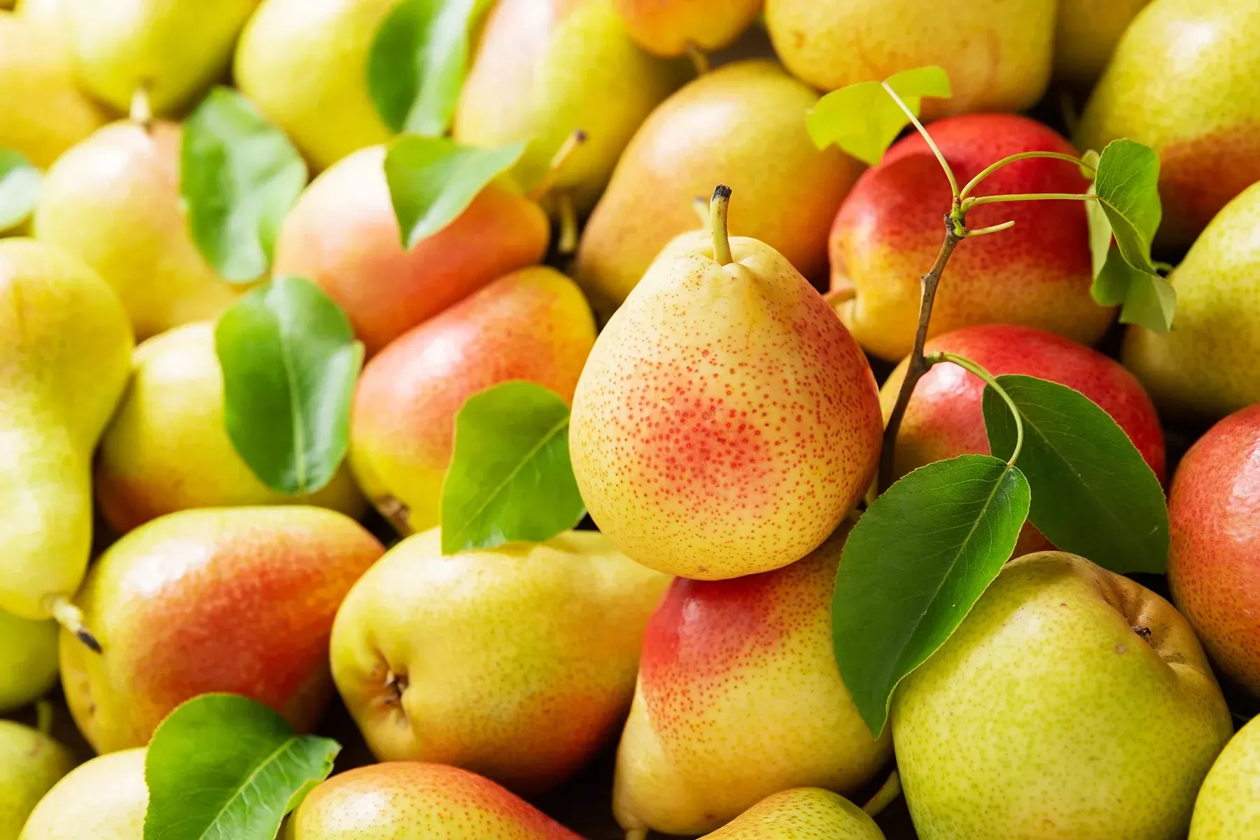 Груша лимонадная